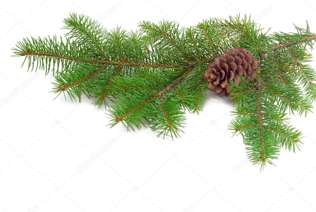 Branch of a fir tree with cone
