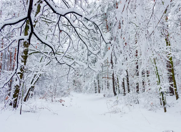 Straße im Winterwald — Stockfoto