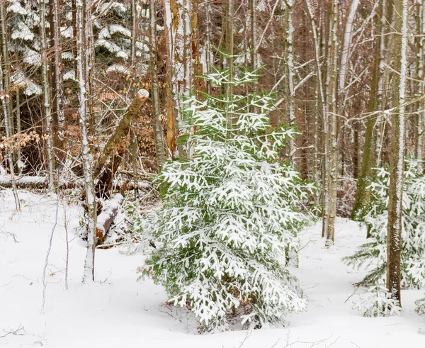 Малая ель в зимнем лесу — стоковое фото