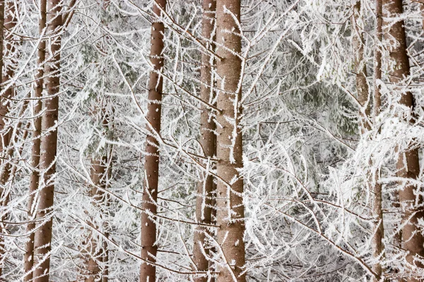 흰 근접 촬영와 가문비나무 숲의 조각 — 스톡 사진