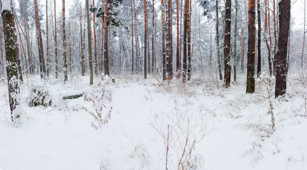 Vinterskog under snöfall — Stockfoto