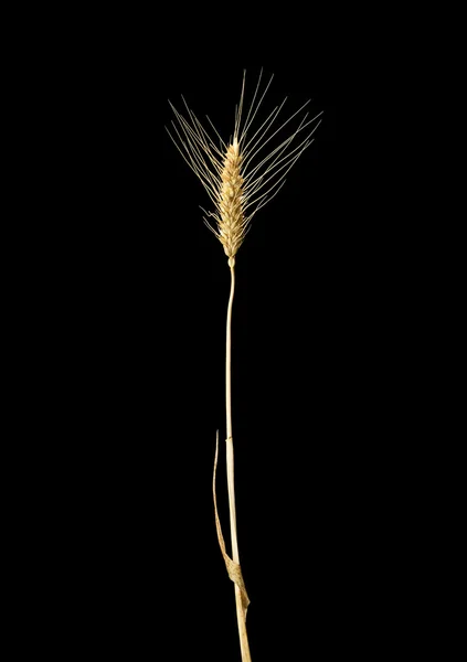 Ear of wheat on a dark background — Stock Photo, Image