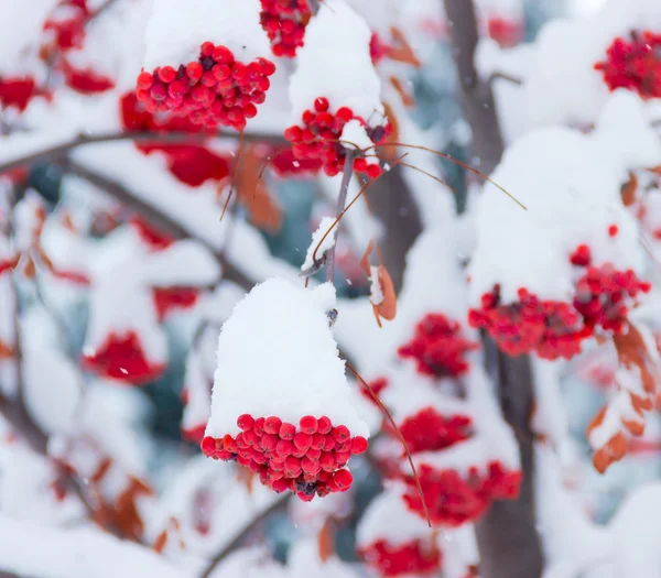 Пачки рядов под снегом — стоковое фото
