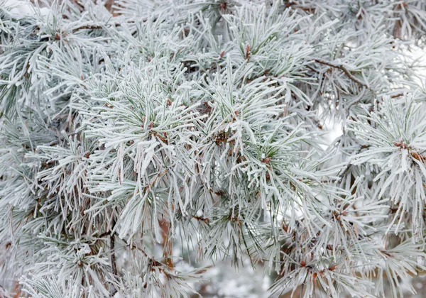 Κλαδί πεύκου που καλύπτονται με closeup παγετός — Φωτογραφία Αρχείου
