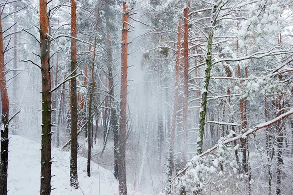 Vinterskog under snöfall — Stockfoto