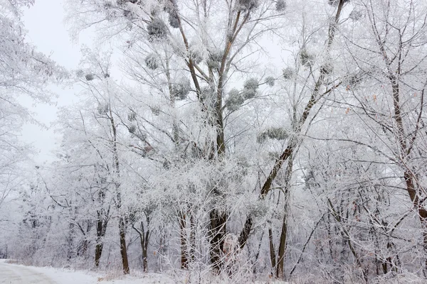 겨울 숲 속의 도로 — 스톡 사진