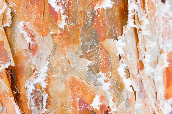Bagagliaio di un pino coperto di gelo — Foto Stock