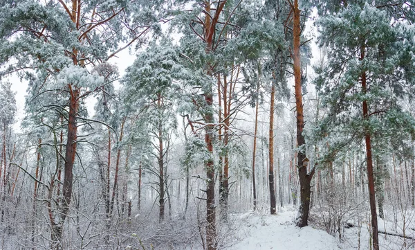 Vinterskog under snöfall — Stockfoto