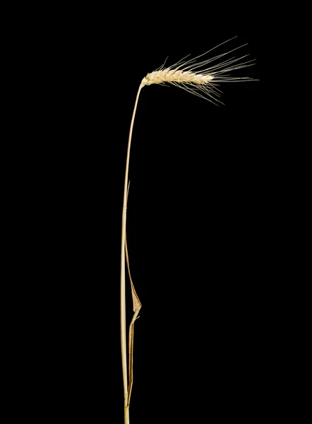 暗い背景に麦の穂と茎します。 — ストック写真