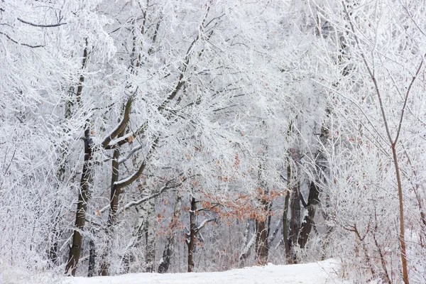 Fragment des Winterwaldes — Stockfoto