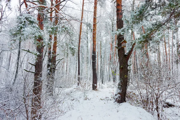 Vinterskog under snöfall — Stockfoto
