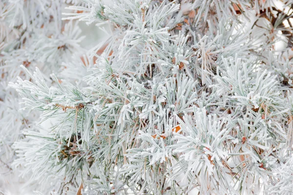 Branche de pin couverte de givre blanc gros plan — Photo