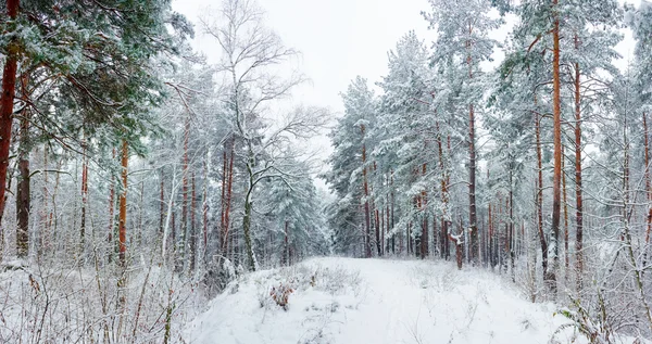 Bosque de invierno durante una nevada —  Fotos de Stock