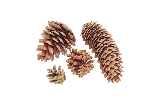Vários cones de coníferas maduros de várias árvores coníferas — Fotografia de Stock