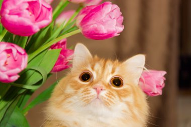 Laleler yakınındaki kırmızı kedi