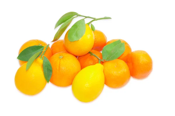 Several mandarin oranges, lemons and  oranges on a light backgro — ストック写真