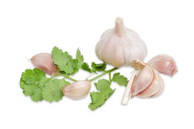 Garlic and twig of coriander on a light background