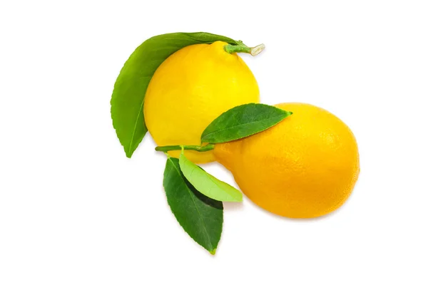Два лимона с ветками и листьями на светлом фоне — стоковое фото