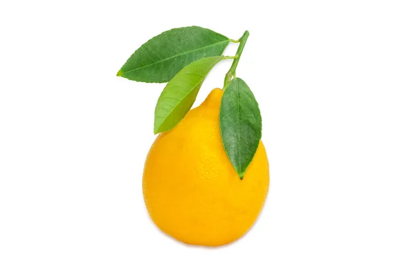 Лимон с веточкой и листьями на светлом фоне — стоковое фото
