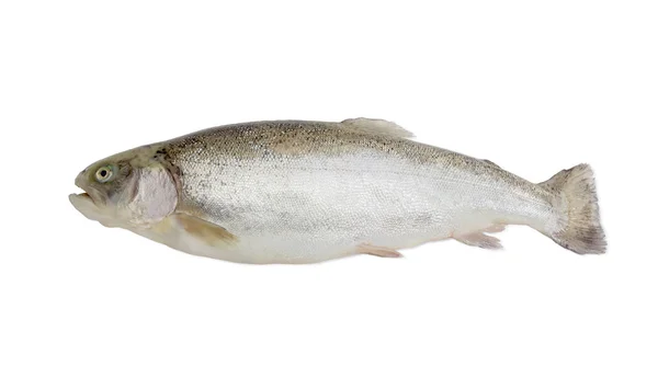 Rainbow trout on a light background — Stockfoto