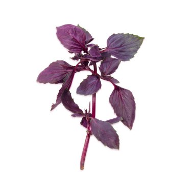 Sprig of a purple basil on a light background