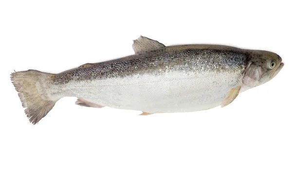 Rainbow trout on a light background — Stock fotografie