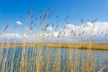 Sazlık gökyüzü arka plan üzerinde göl