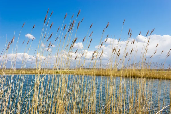 Lake through the reeds on the background of sky — Stock Photo, Image