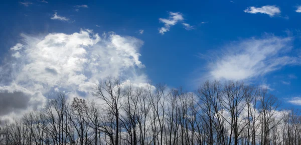 이른 봄에서 하늘에 대 한 나무의 그룹 — 스톡 사진