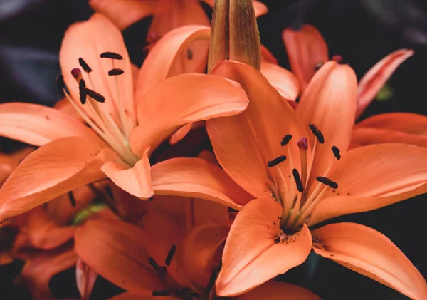 Closeup of a Asiatic Lily Flower, Lilium Species, Blooming in Early Summer.