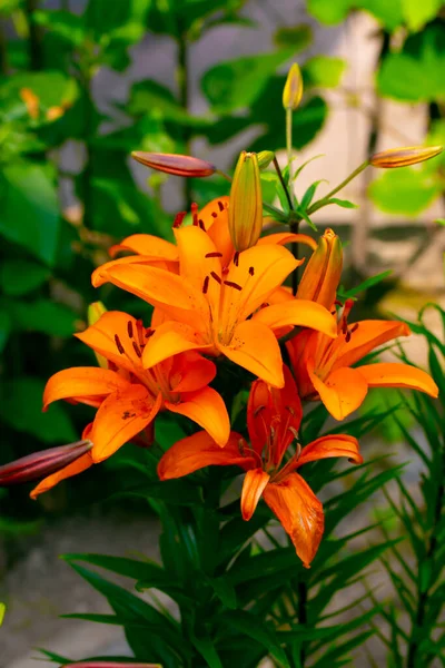 Closeup of a Asiatic Lily Flower, Lilium Species, Blooming in Early Summer.