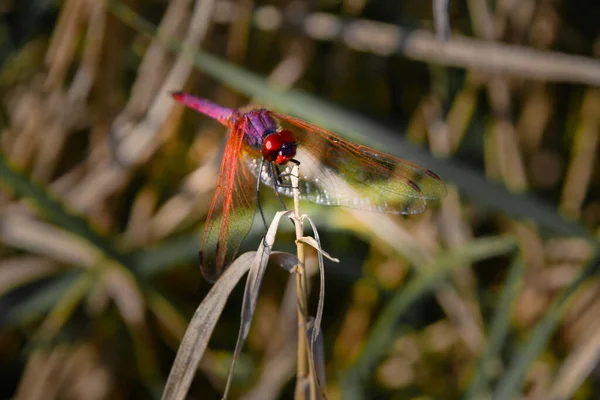 Macro Dragonfly Forward Stretched Wings Laid Apex Dry Sprig — Stock Photo, Image