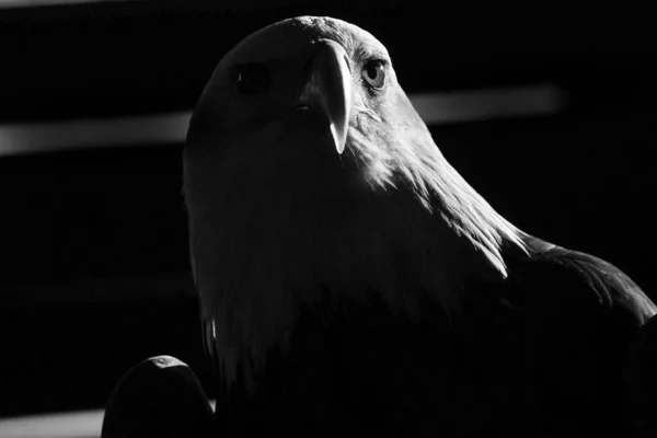 太陽の光で薄暗い光の中で黒と白の羽を慎重に見て獲物の単一の鳥の肖像画 — ストック写真