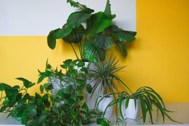 İç dizayn olarak yeşil bitkiler ve arka plan olarak sarı ve beyaz duvar