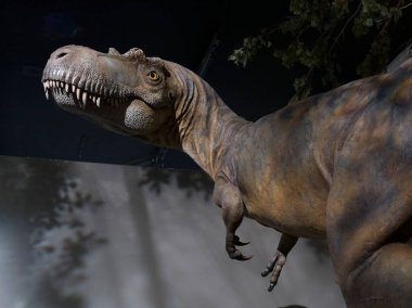 Royal Tyrrell Paleontoloji Müzesi 'ndeki dinozor fosilleri, Drumheller, Red Deer River, Alberta, Kanada