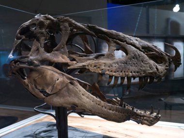 Royal Tyrrell Paleontoloji Müzesi 'ndeki dinozor fosilleri, Drumheller, Red Deer River, Alberta, Kanada