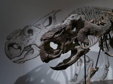 Royal Tyrrell Paleontoloji Müzesi 'ndeki dinozor fosilleri, Drumheller, Red Deer River, Alberta, Kanada