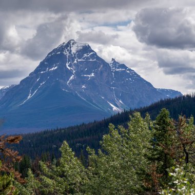 Arka planda dağ sırası olan ağaçlar, Icefield Parkway, Alberta, Kanada