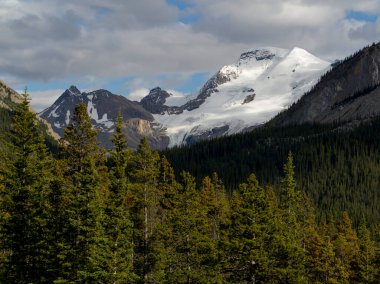 Dağlardaki ağaçlar, Stutfield Buzulu Bakış açısı, Icefield Parkway, Alberta, Kanada
