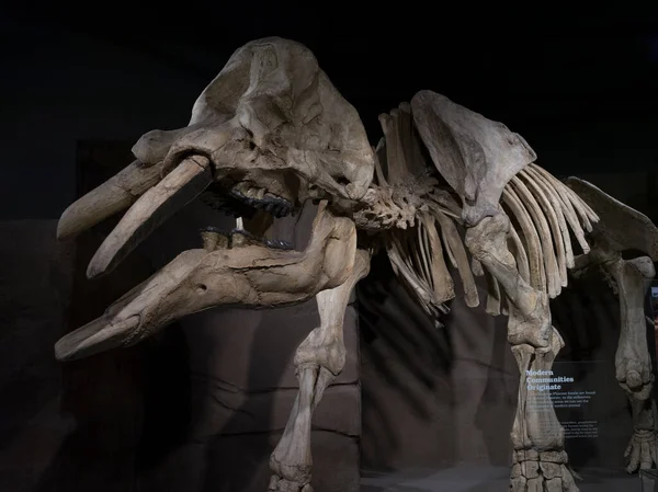 Royal Tyrrell Paleontoloji Müzesi Ndeki Dinozor Fosilleri Drumheller Red Deer — Stok fotoğraf