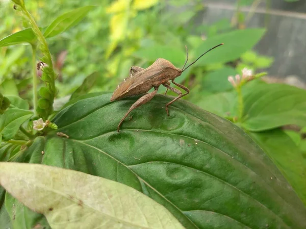 Bu böcekler zararlı ve yaprakları yok ediyorlar.