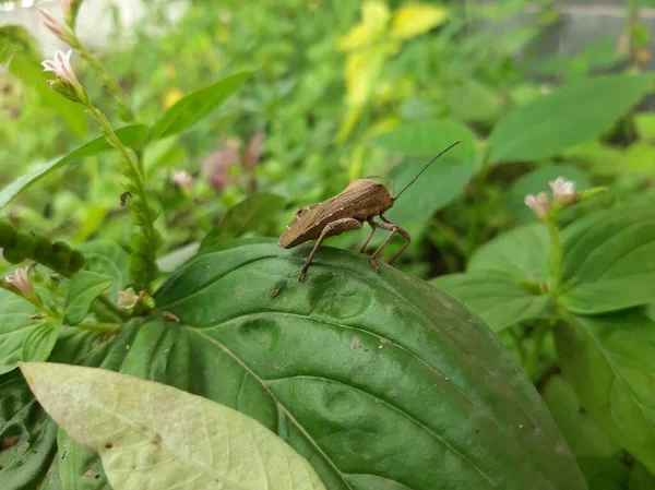 Bir böcek yaprağın üzerinde dinleniyor.