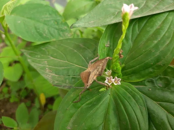 Turi yaprak bitleri sürünüyor.