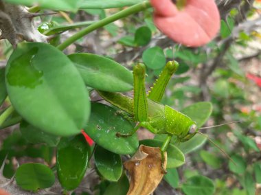 Güneşli bir sabahta yeşil bir çekirge gördüm