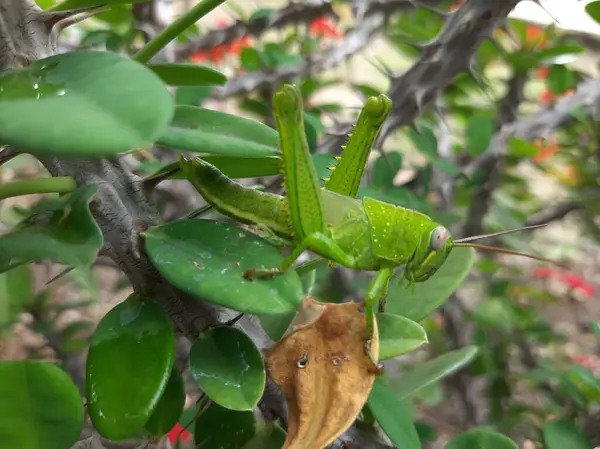 Yeşil yapraklara tünemiş yeşil çekirge.