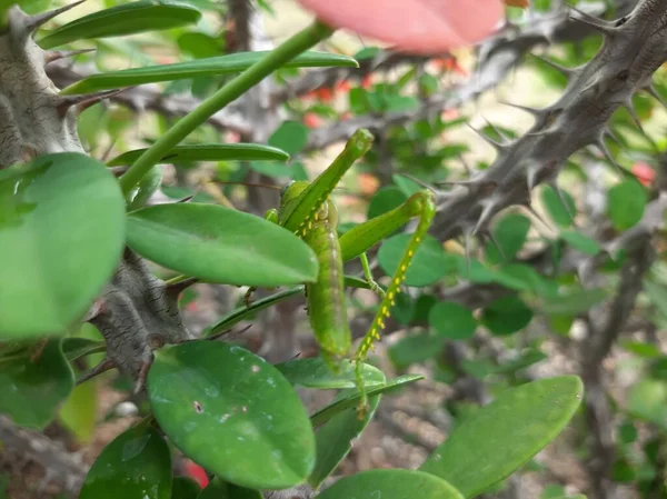 Yeşil çekirge yaprakların arasında kamufle oldu.