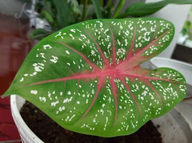 taro yaprakları beyaz ve kırmızı desenli