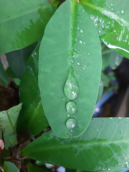 Yaprakların üzerinde üç damla su var.