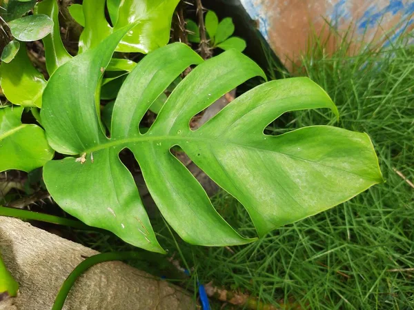 Janda Tornado Oder Monstera Deliciosa Pflanzen Sind Indonesien Beliebt — Stockfoto