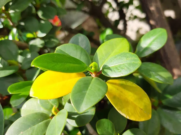 Bonsai bitkisi sararmaya başladı.